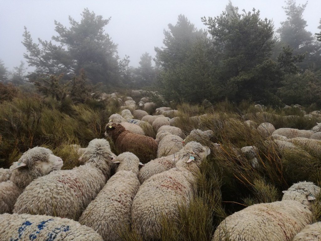 Riff s first&nbsp;step