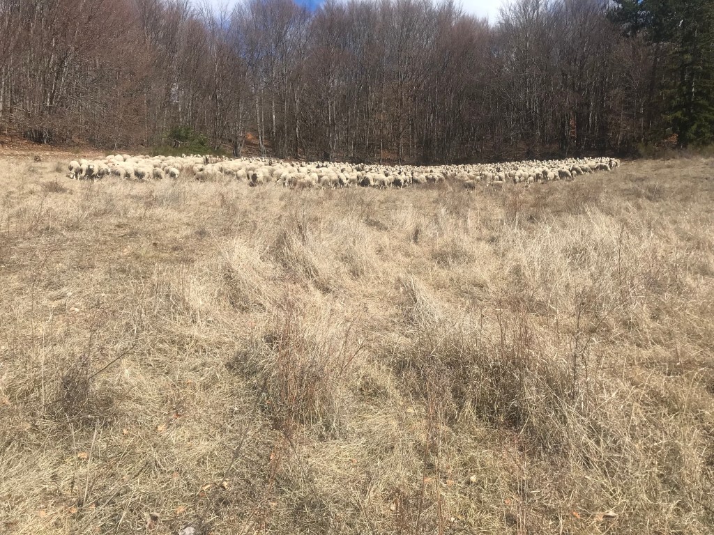 Shepherds Journal: looking at the&nbsp;soil