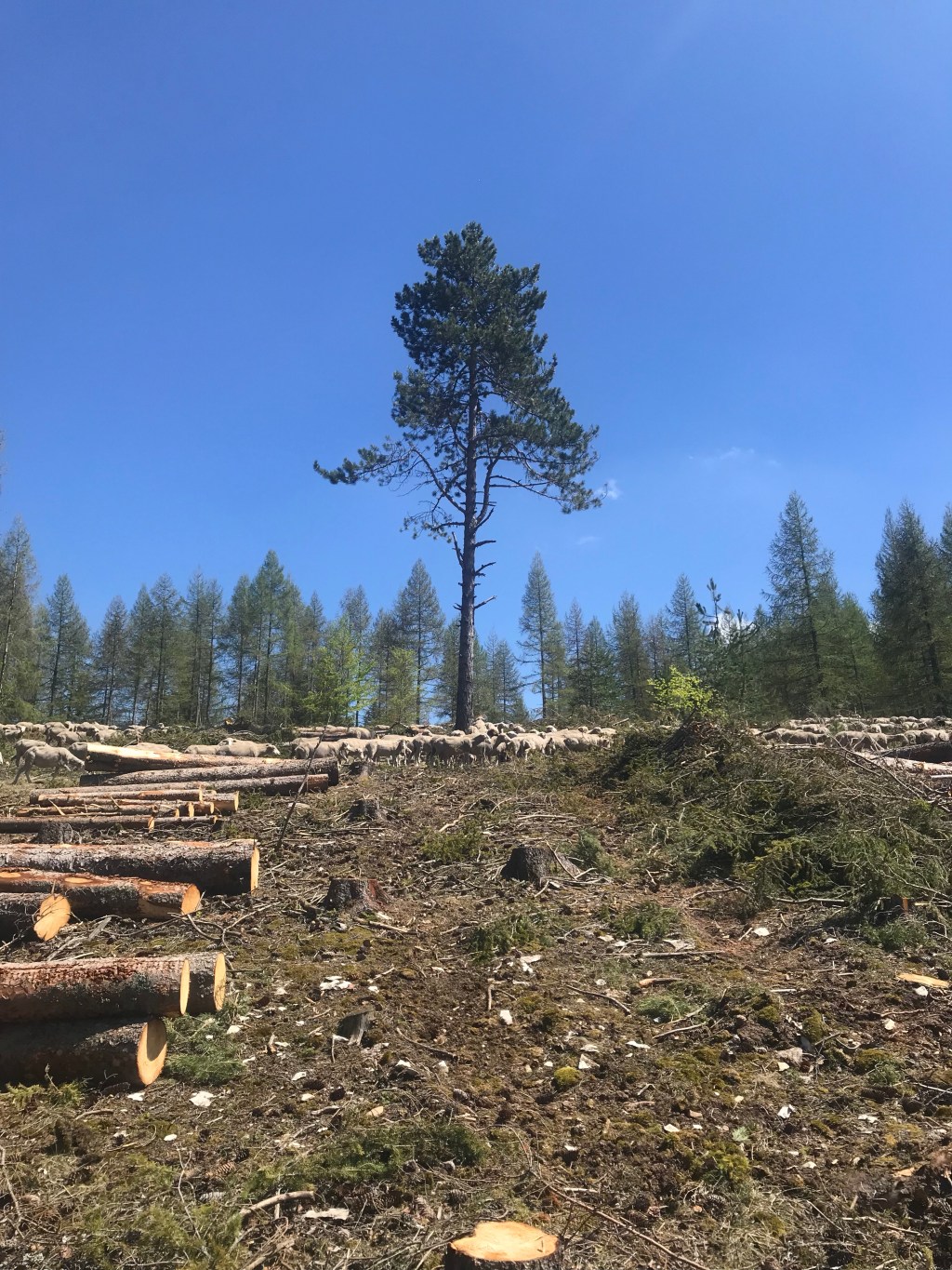 Shepherds Journal:energy flow