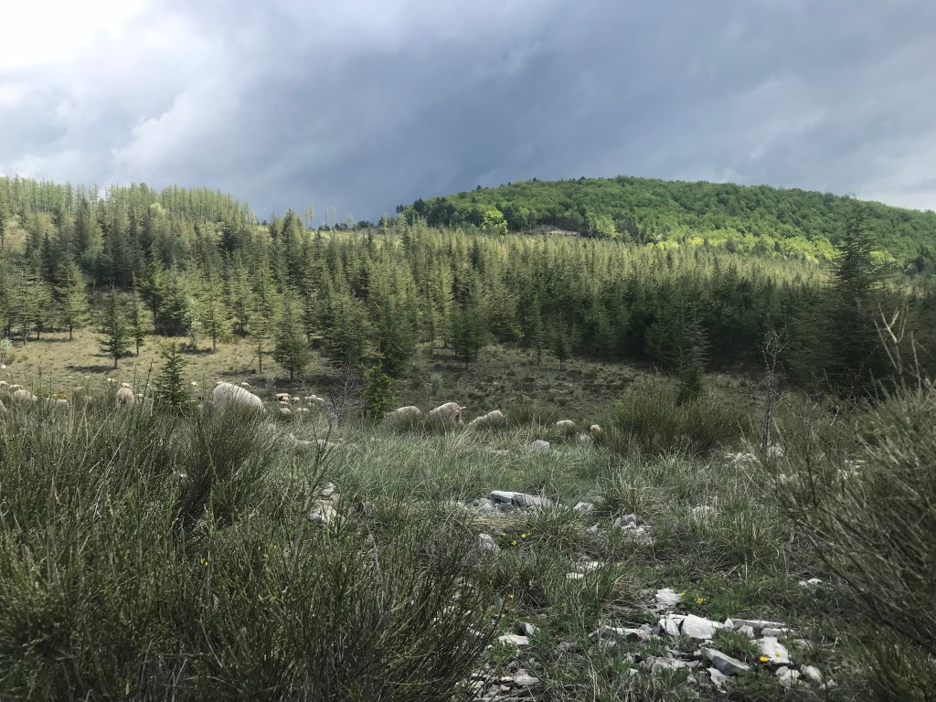 Shepherds Journal: Community&nbsp;Dynamics