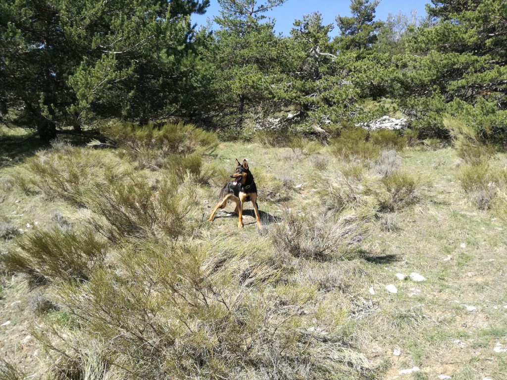 Shepherds Journal: art of Herding part&nbsp;2