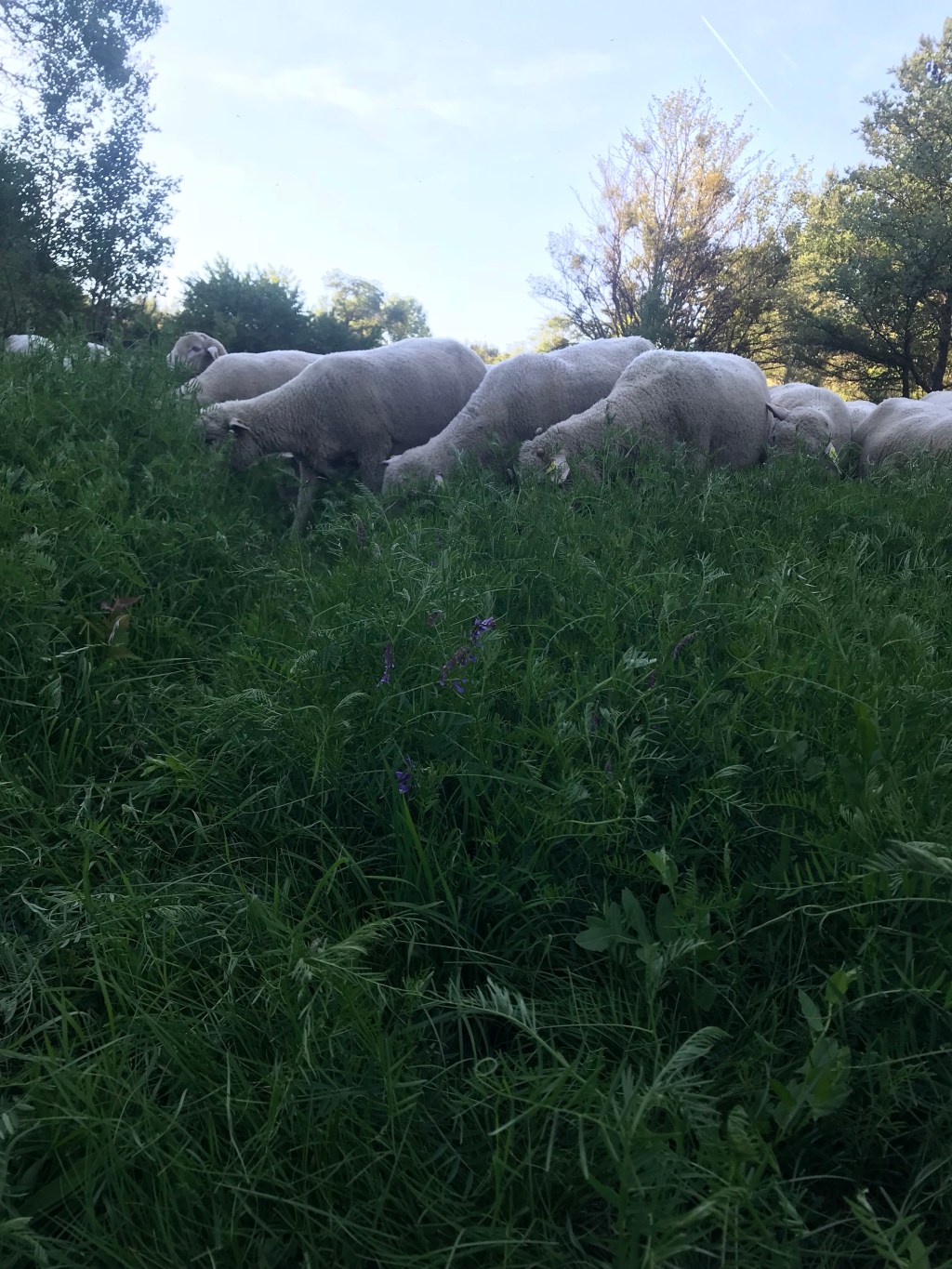 Shepherds Journal: animal culture part&nbsp;1