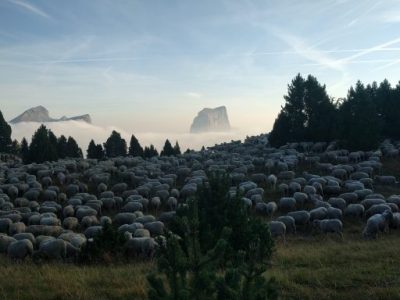 Predator Prey relationship in grazing&nbsp;management