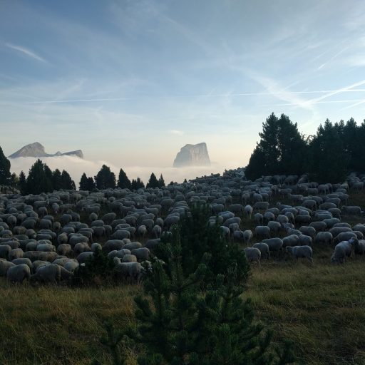 Predator Prey relationship in grazing&nbsp;management