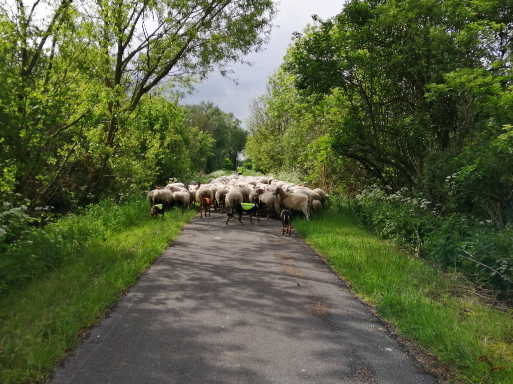 Prévision de portée