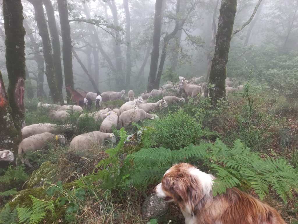 The Parasite and the&nbsp;sheep