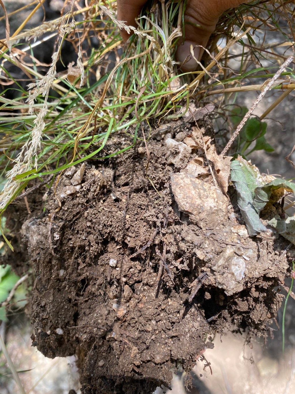 The science behind Soil Organic Matter formation (SOM) , and how good managed grazing might be our best tool to increase&nbsp;it.