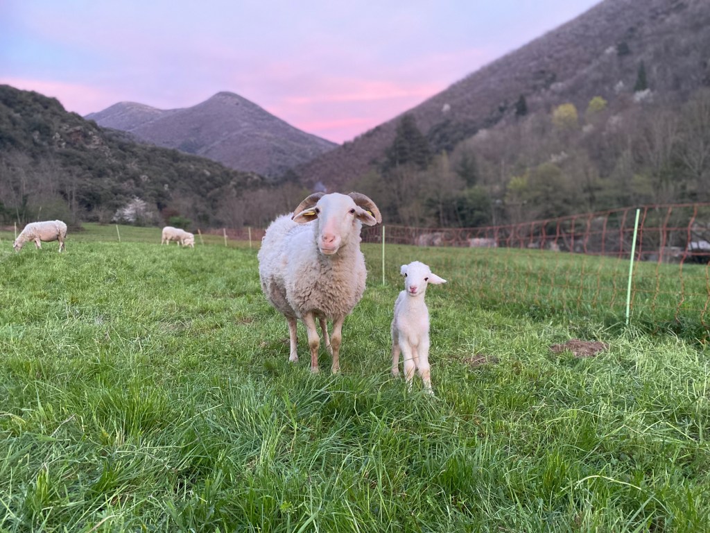 Agneaux à l'herbe et pâturage régénératif