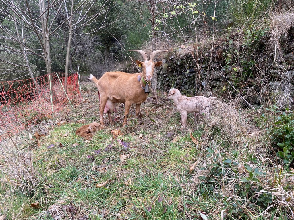 Savon au lait de chèvre