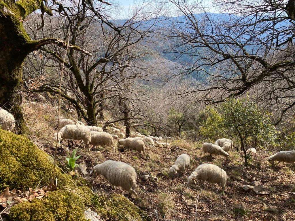 Première années dans les Cévennes: nos&nbsp;apprentissages