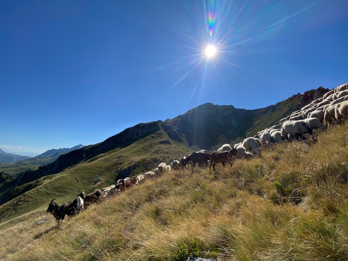 The importance of Carbon to Nitrogen ratio in prairie&nbsp;soils