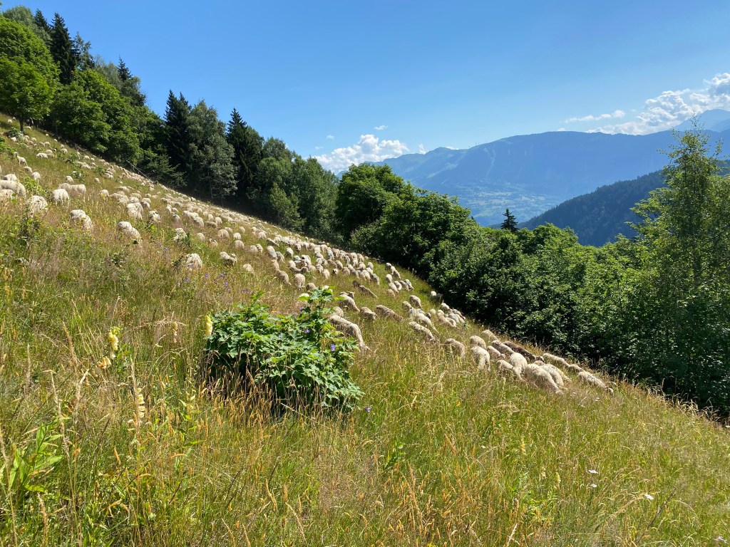 Agneaux engraissés à l’herbe / Grass finished&nbsp;lambs