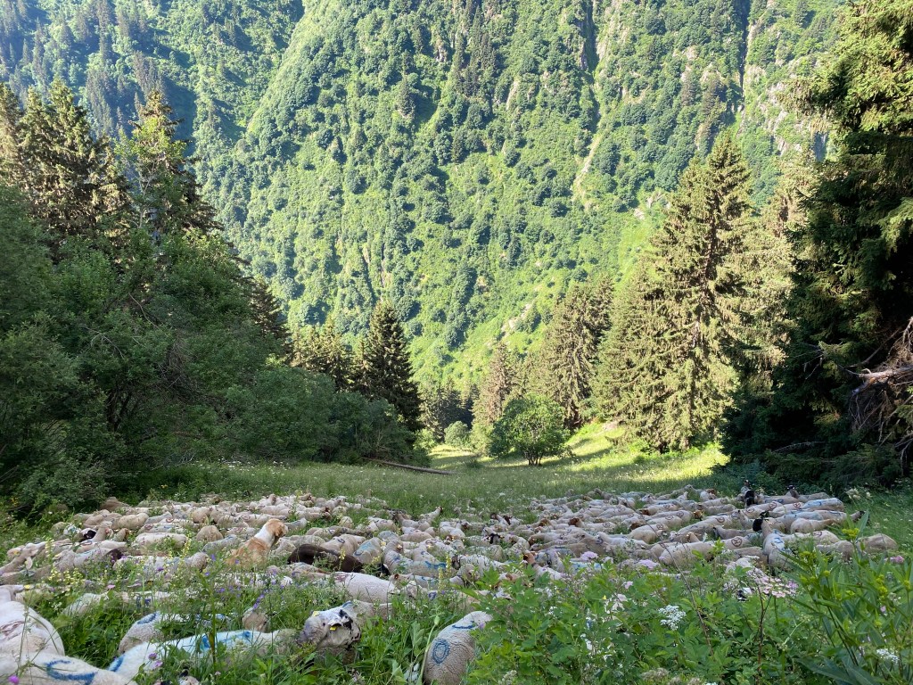 How to determine the recovery period for the&nbsp;pasture.