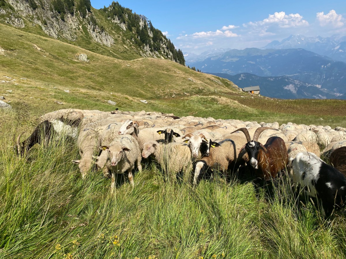 Managing Grazing: Time vs&nbsp;Quantity