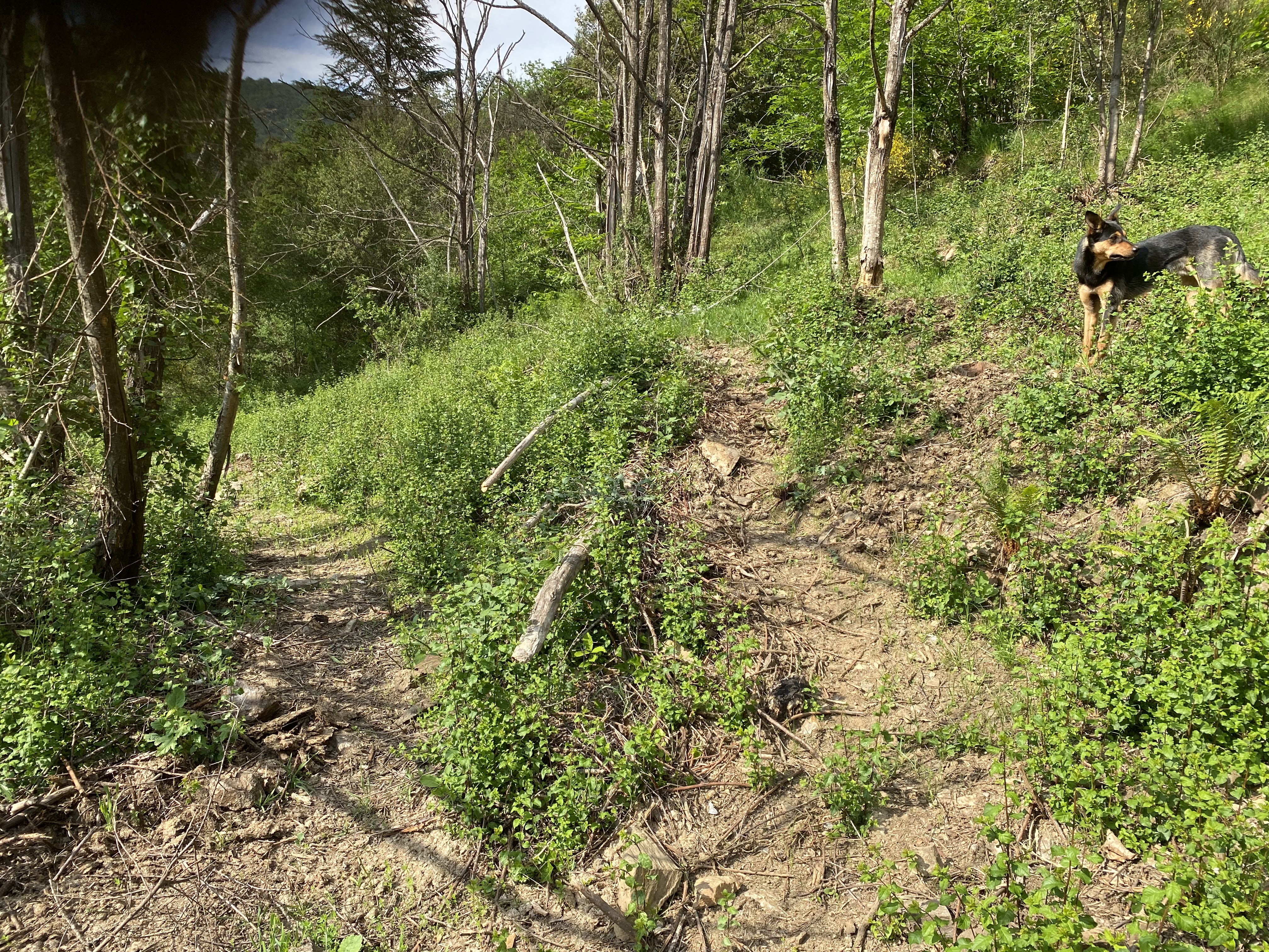 Cover Cropping dans les cévennes 