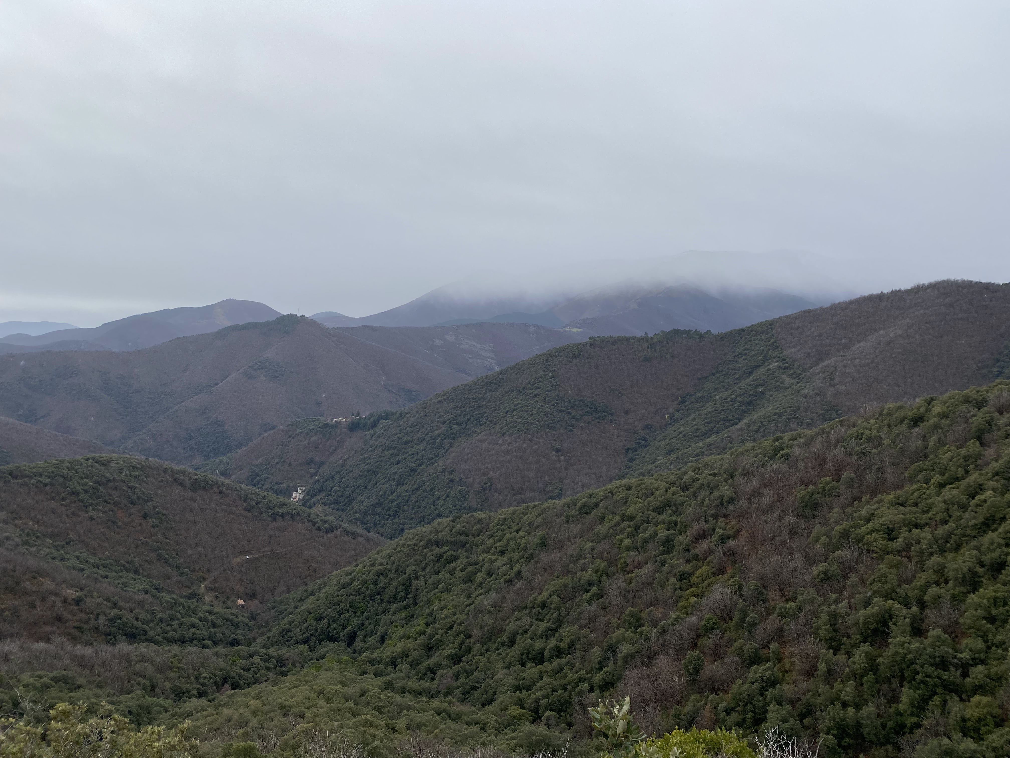 Pâturage des Cévennes