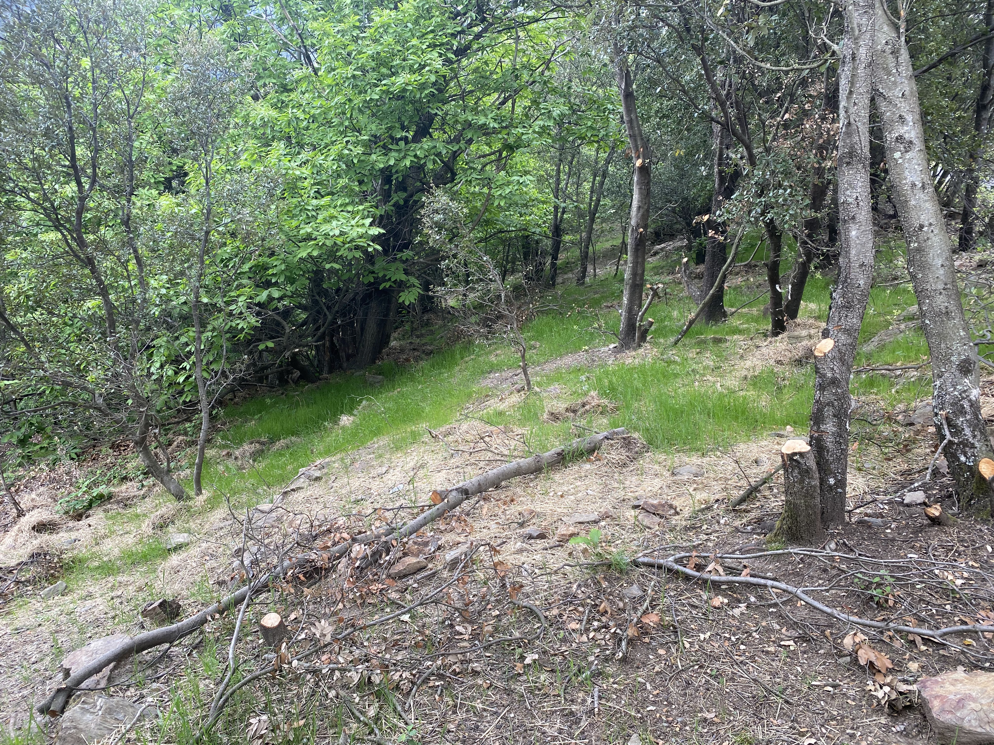 Pâturage régénératif